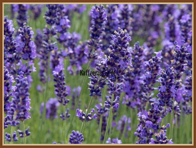 1_lavendel-lavandula-imperial-gem-florapress-01293420